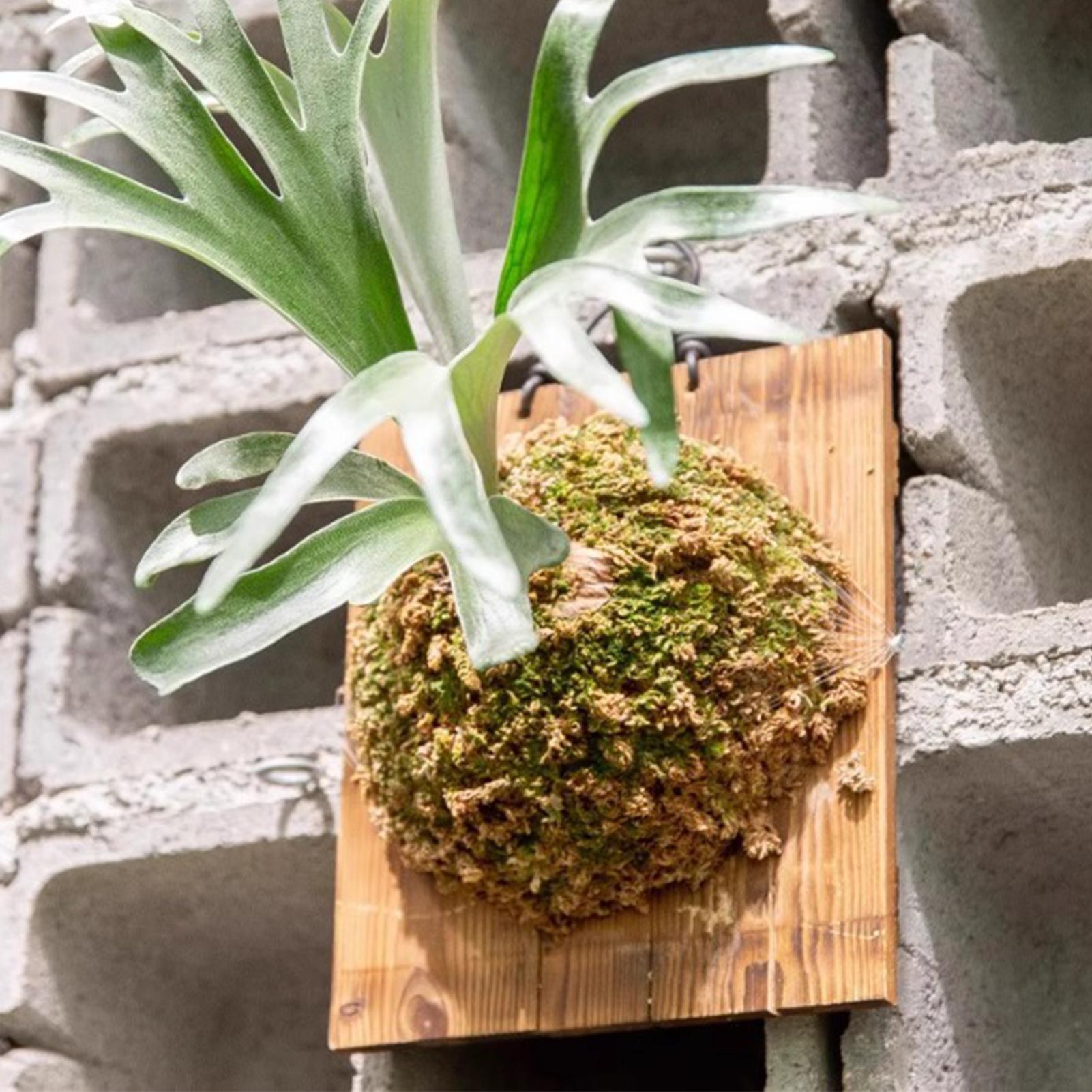 Plant Parent - 1 قطعة خشب داخلي Staghorn السرخس