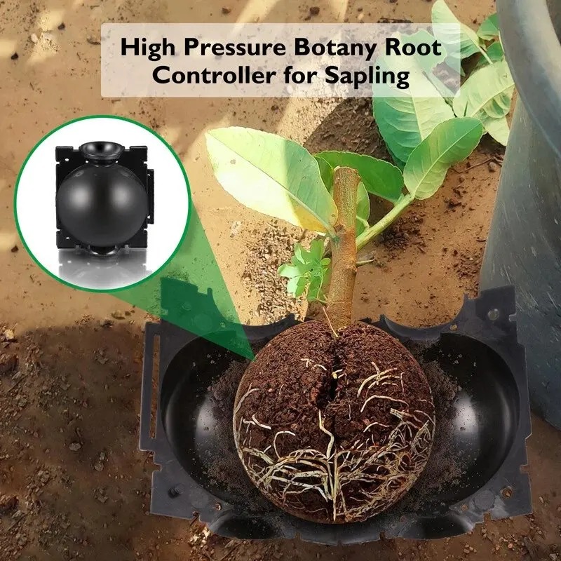 5/30 قطعة كرة تجذير النباتات،  - مراجعة Plant Parent وسعره