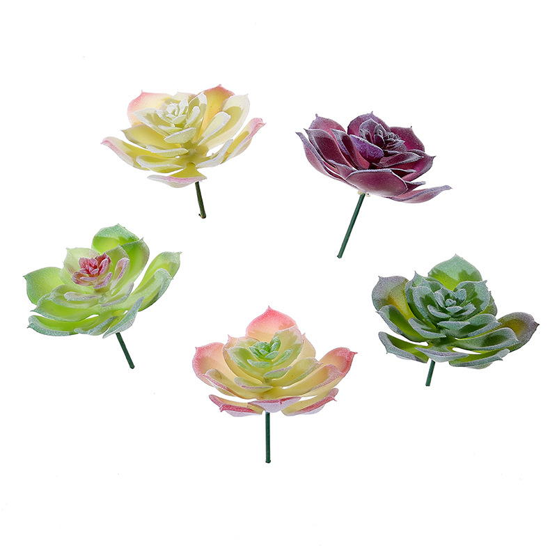 Wusmart صغيرة شوي ليان نباتات  - مراجعة Succulent Arrangement Mini وسعره