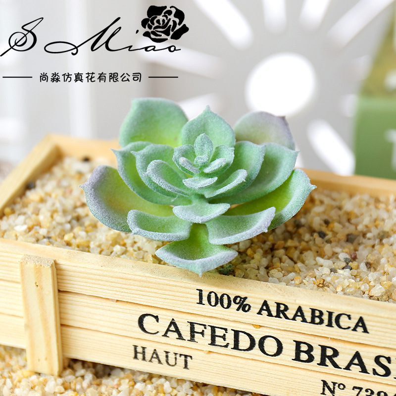 Wusmart صغيرة شوي ليان نباتات  - مراجعة Succulent Arrangement Mini وسعره