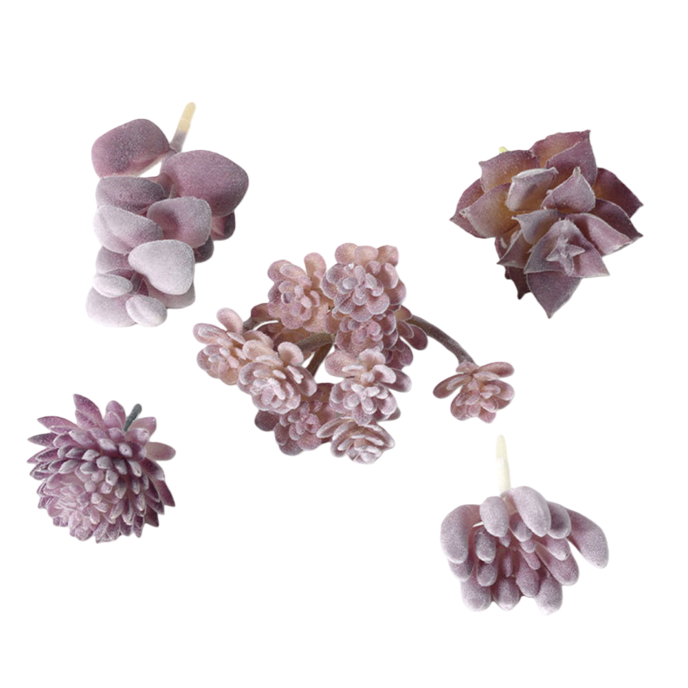 ترتيب نباتات عصارية على طراز ا - مراجعة Succulent Arrangement Mini وسعره