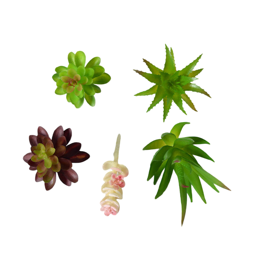 ترتيب نباتات عصارية على طراز ا - مراجعة Succulent Arrangement Mini وسعره