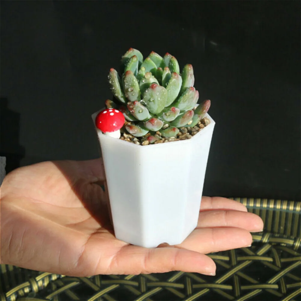 10 قطع من أواني الزهور البلاست - مراجعة Succulent Arrangement Mini وسعره