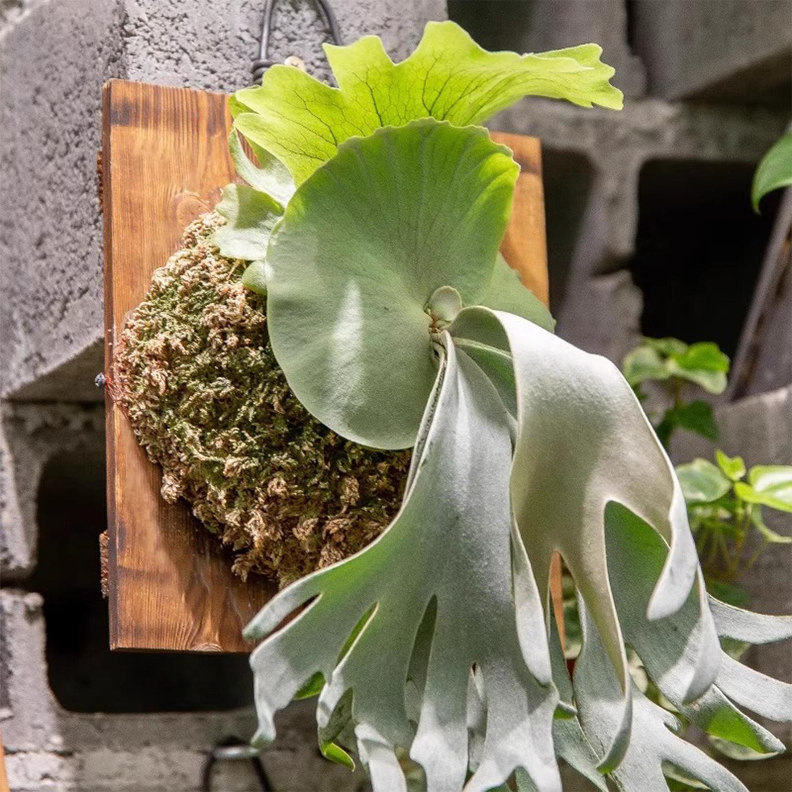 1 قطعة خشب داخلي Staghorn السر - مراجعة Plant Parent وسعره