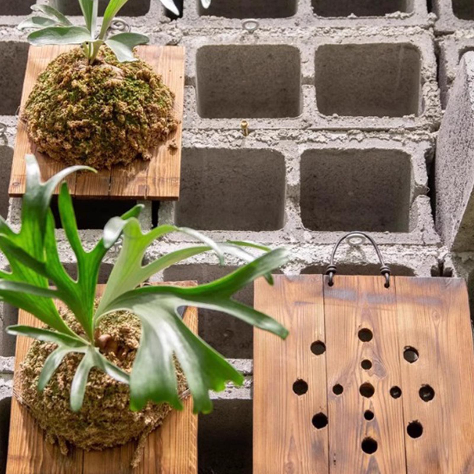 1 قطعة خشب داخلي Staghorn السر - مراجعة Plant Parent وسعره