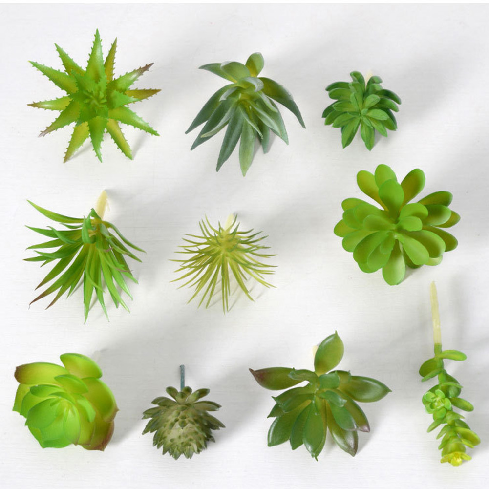 أصيص نباتات عصارية دائري جذاب  - مراجعة Succulent Arrangement Mini وسعره