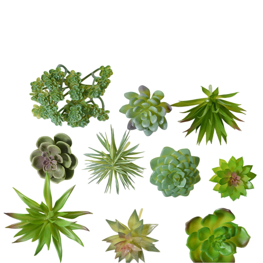 أصيص نباتات عصارية جذابة لتزيي - مراجعة Succulent Arrangement Mini وسعره