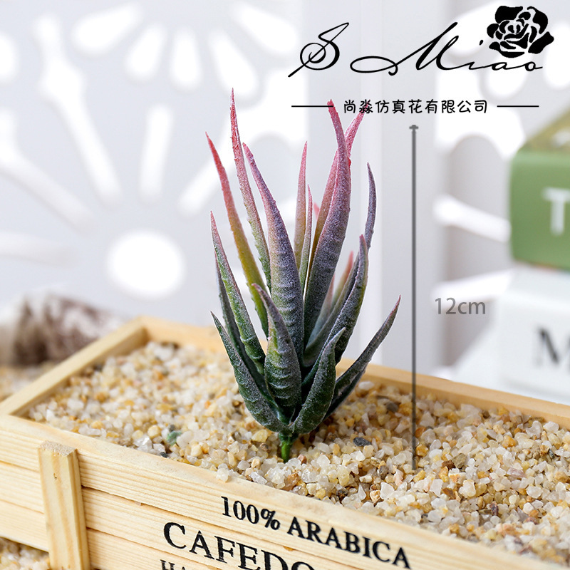 Wusmart Ban Ma Lu Hui نباتات ا - مراجعة Succulent Arrangement Mini وسعره