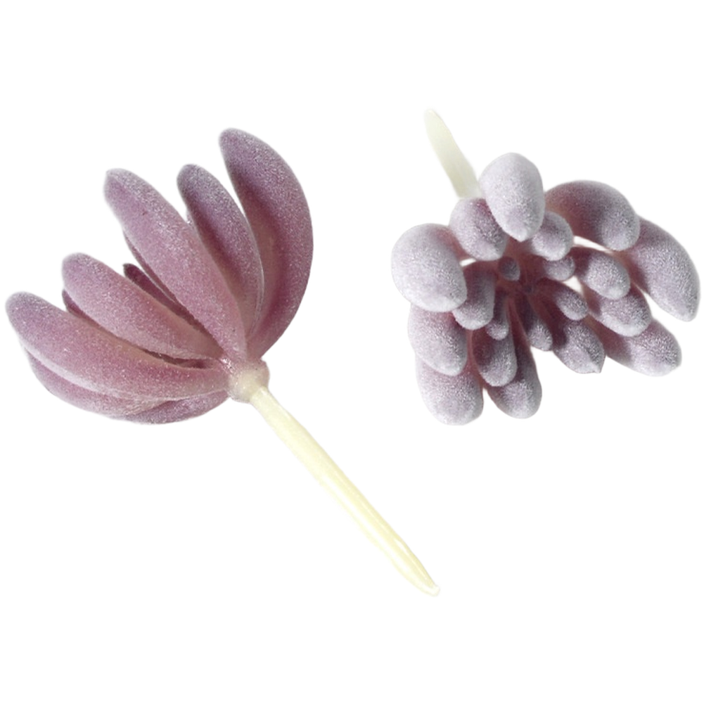 نباتات عصارية صناعية بنفسجية ا - مراجعة Succulent Arrangement Mini وسعره